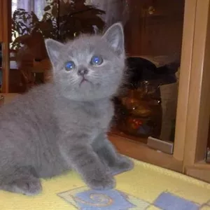 Британские котята голубые                             