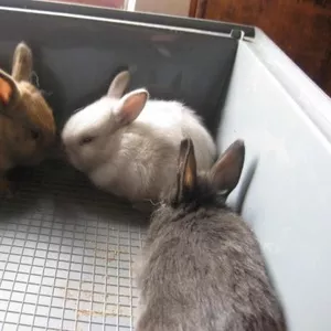 карликовые кролики        