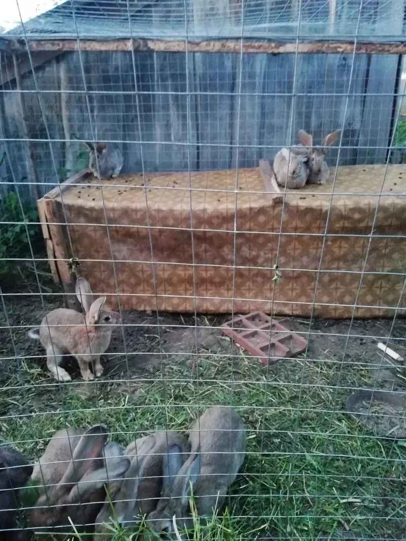 Кролики разного возраста 2