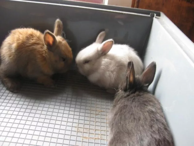 карликовые кролики        